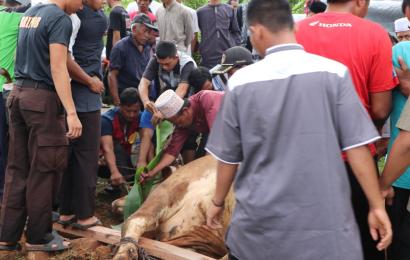 Kurban Sapi disembelih