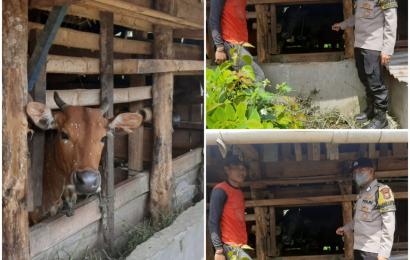 Polres Kepahiang Rutin Sosialisasi Warga Pemilik Ternak Terkait PMK