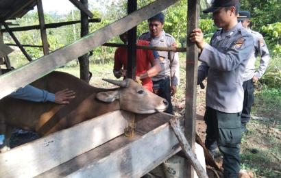 Cegah PMK, Tim Gabungan di Kabupaten Lebong Vaksin Hewan Ternak