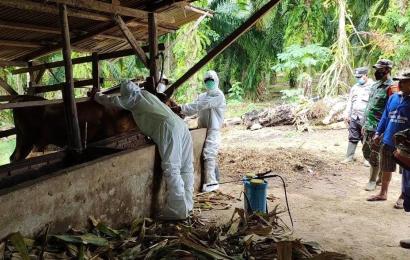 Cegah PMK, Dinas Peternakan Seluma dan Bhabinkamtibmas Lakukan Vaksinasi dan Penyemprotan Disinfektan