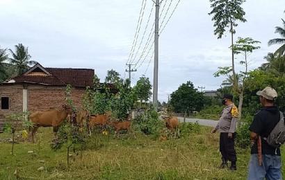 Polres Kaur Polda Bengkulu kembali menggiatkan pelaksanaan sosialisasi melalui kegiatan Binluh (Bimbingan dan Penyuluhan) kepolisian ditengah masyarakat.