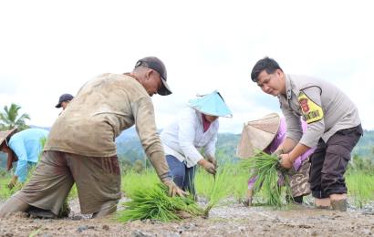 Membaur, Bhabinkamtibmas di Lebong Turut Menanam Padi di Sawah Petani