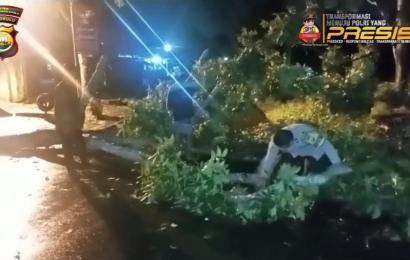 Kompak, Polsek Muara Bangkahulu Dibantu Warga Evakuasi Pohon Tumbang