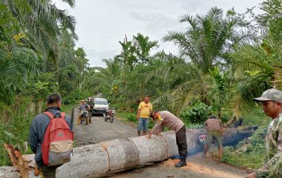 Pohon Tumbang Tutupi Jalan Lintas, Bhabinkamtibmas Polres Kaur  Bersama Warga Bersihkan Jalan