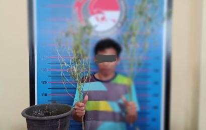 Tanam Ganja di Pot, Pemuda Kota Bengkulu Diringkus Polda Bengkulu