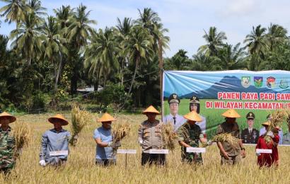 Meriahkan HUT Kabupaten, Kapolres Mukomuko Bersama Forkopimda Gelar Panen Raya