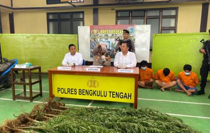 Polres Benteng Amankan 32 Batang Ganja di Kepahiang