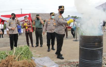Kunker ke Polres Benteng, Kapolda Bengkulu Musnahkan 32 Batang Ganja