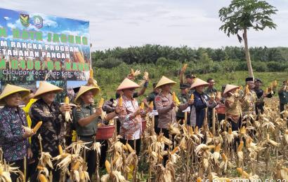 Kapolres Kaur Hadiri Panen Raya Jagung Ketahanan Pangan Kodim 0408 BS-Kaur