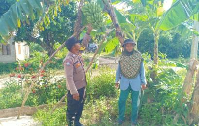 Ketahanan Pangan, Bhabinkamtibmas Polsek Enggano Sambangi Kebun Warganya