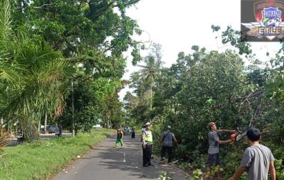 Cegah Laka Lantas, Polresta Bengkulu Gelar Pengaturan Dilokasi Pohon Tumbang