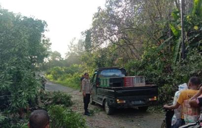  Bhabinkamtibmas Polsek Putri Hijau Dan Warga Saat Evakuasi Pohon Tumbang 