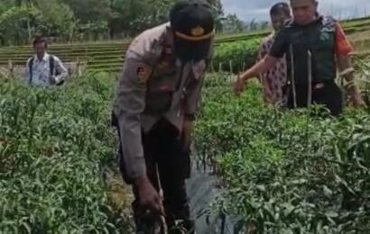 Kapolsek Kerkap Blusukan ke Lokasi Pertanian Cabai