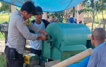 Bhabinkamtibmas Polsek Lebong Utara Bantu Warga Memanen Pagi di Sawah