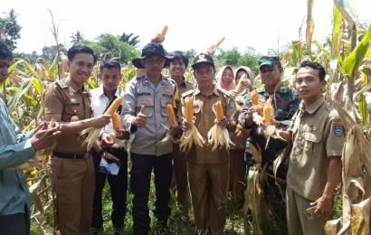 Bhabinkamtibmas Hadiri Panen Jagung Dukung Ketahanan Pangan