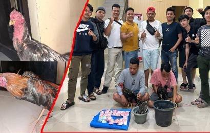 Gerebek Judi Sabung Ayam, Polisi Amankan 2 Pria, 2 Ekor Ayam dan Uang Tunai