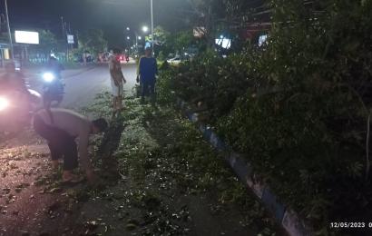 Polisi dan Warga Evakuasi Pohon Tumbang di Depan Masjid Jamik Babussalam