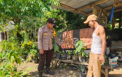 Sambang Warga, Bhabinkamtibmas Polsek Putri Hijau Bantu Panen Terong