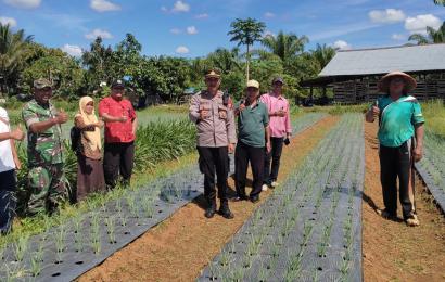 Dukung Program Ketahanan Pangan, Kapolsek Turun ke Lokasi Pertanian Bawang Merah