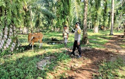 Sambangi Warga yang Beternak Sapi, Bhabinkamtibmas Sampaikan Imbauan dan Motivasi