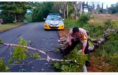 Quick Response, Polsek Gading Cempaka Evakuasi Pohon Tumbang
