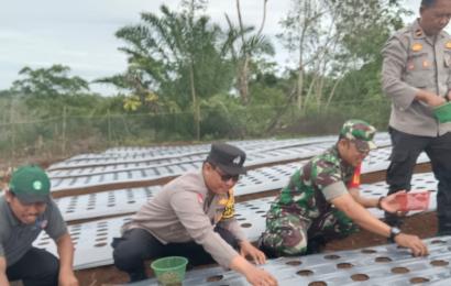 Program Ketahan Pangan, Bhabinkamtibmas Polsek Padang Jaya Ikuti Giat Penanaman Bawang Merah