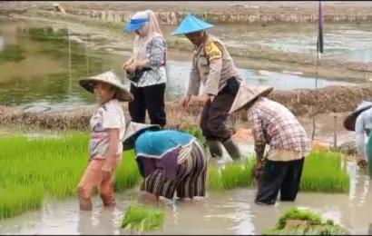 Membaur, Bhabinkamtibmas Turut Cabut Bibit Padi Warga Desa Muning Agung
