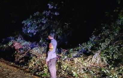 Quick Respon, Polsek Pino Datangi TKP Pohon Tumbang di Desa Kayu Ajaran 
