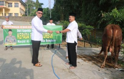 Polda Bengkulu Distribusikan Hewan Kurban 104 Sapi dan 12 Ekor Kambing