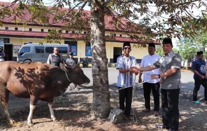 Iduladha, Kapolres Lebong, PJU dan Kapolsek Jajaran Berkurban Sapi, Bagikan Ratusan Kupon Kepada Masyarakat