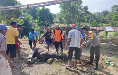 Polisi RW Polsek Giri Mulya Bantu Warga Potong Hewan Kurban 