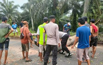 Quick Respon, Bersama Satlantas Polres Bengkulu Utara, Personel Polsek Lais Bersihkan Jalan Dari Pohon Tumbang 