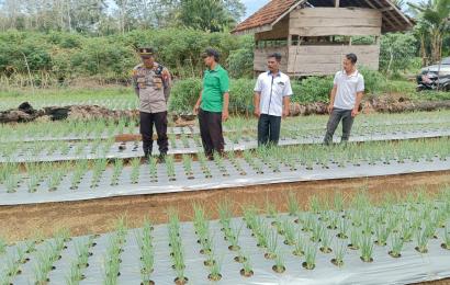 Kapolsek Padang Jaya Melakukan Pengamatan dan Monitoring Perkembangan Tanaman Bawang Merah