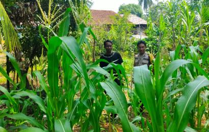 Bhabinkamtibmas Polsek Ketahun Sambang DDS Tanaman Jagung Untuk Dukung Ketahanan Pangan
