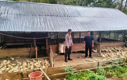Dukung Ketahanan Pangan, Bhabinkamtibmas Sambangi Peternakan Bebek