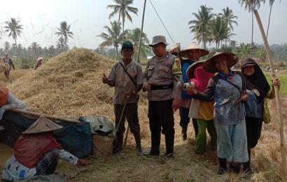 Bhabinkamtibmas Polsek Lebong Selatan Ikuti Panen MT2 di Desa Manai Blau