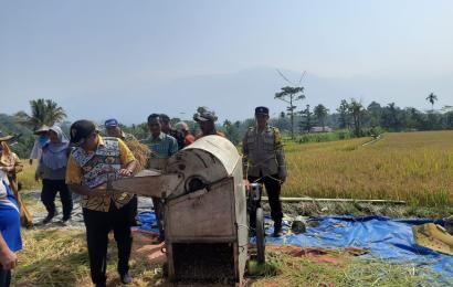 Bhabinkamtibmas Polsek Lebong Utara Ikuti Panen Perdana MT2 di Desa Ladang Palembang