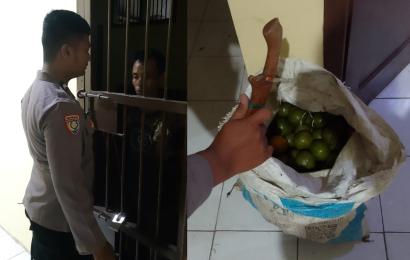 Kepergok Mencuri Sekarung Jeruk, Warga Rimbo Diamankan Polisi