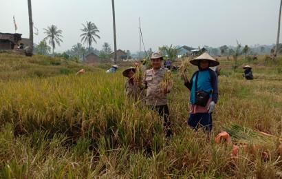 Dukung Ketahanan Pangan, Bhabinkamtibmas Polsek Lebong Selatan Hadiri Panen Raya MT2 di Desa Manai Blau