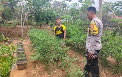 Jaga Ketahanan Pangan, Bhabinkamtibmas Polsek Ketahun Sambangi Warga Binaanya