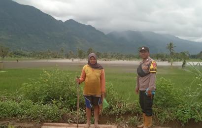 Personel Polsek Lebong Utara Monitoring Bencana Banjir di Area Persawahan Warga Desa Tunggang