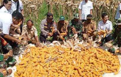Sinergitas TNI-POLRI Kapolsek Padang Jaya Hadiri Panen Raya Jagung Koramil Lais