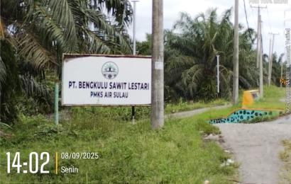 PT Bengkulu Sawit Lestari. 