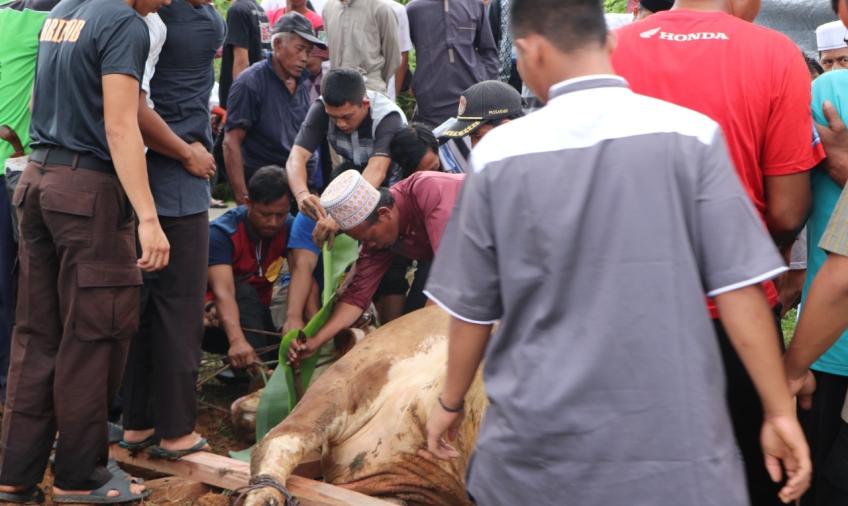 Kurban Sapi disembelih