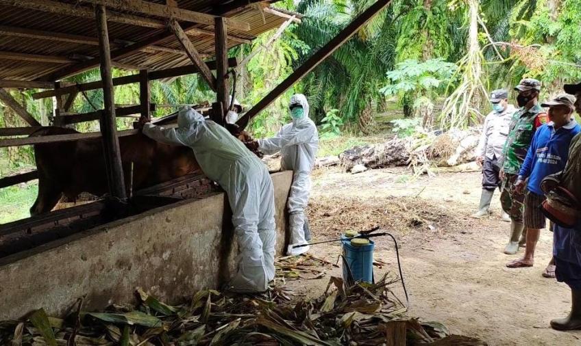 Cegah PMK, Dinas Peternakan Seluma dan Bhabinkamtibmas Lakukan Vaksinasi dan Penyemprotan Disinfektan