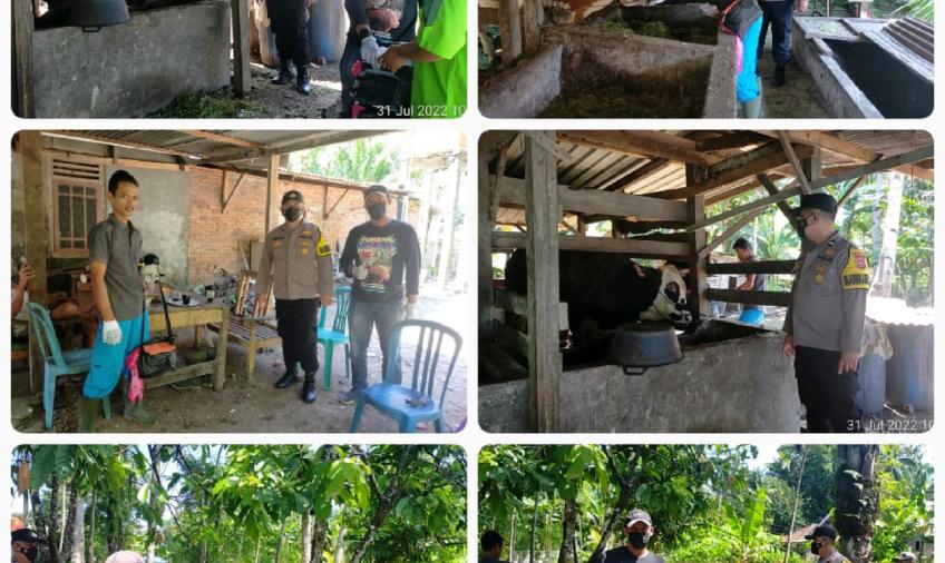  Bhabinkamtibmas Polsek Sukaraja Dampingi Dinas Peternakan Lakukan Vaksinasi PMK