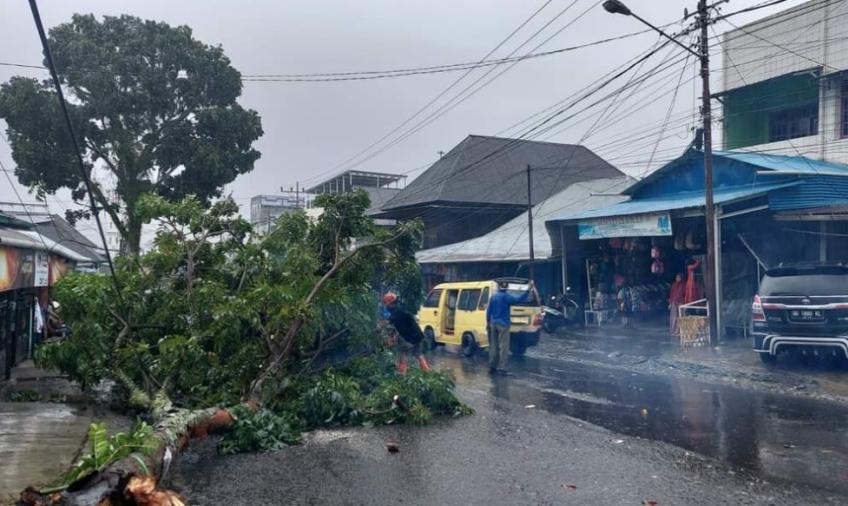 Akibat cuaca ekstrim menyebabkan pohon roboh