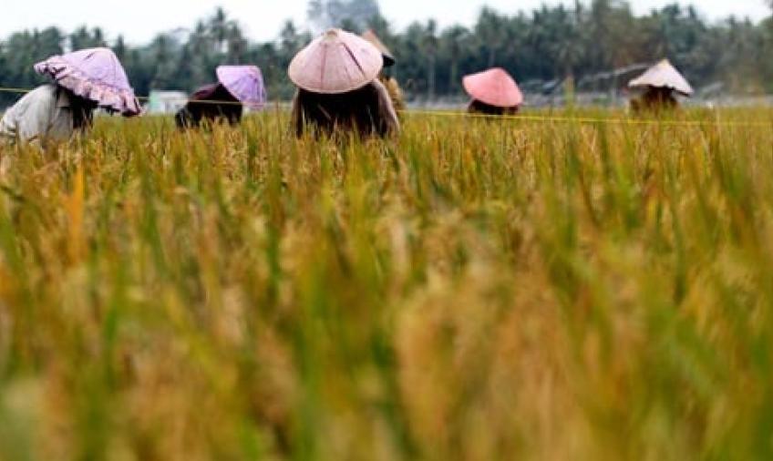 Menuju Indonesia Lumbung Pangan 2045