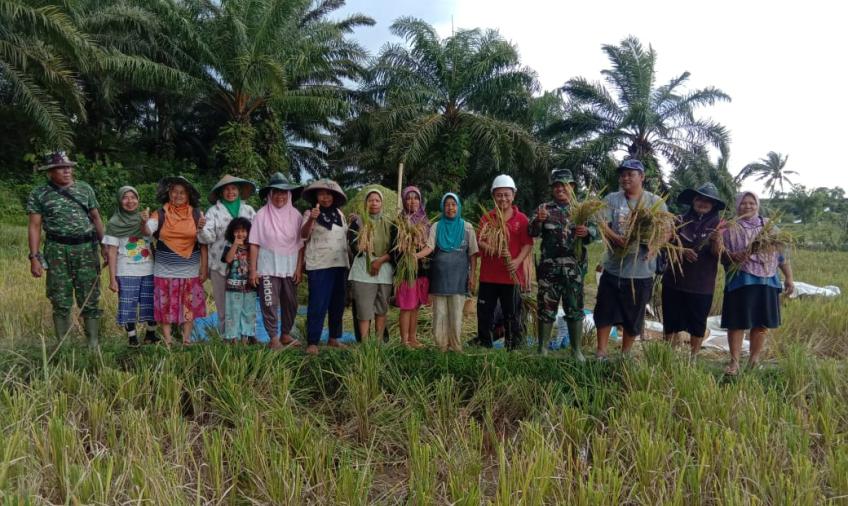 Panen Raya Dalam Rangka Ketahanan Pangan Kodim 0423/Bengkulu Utara