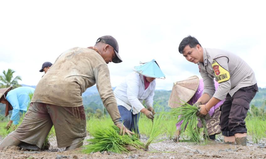 Membaur, Bhabinkamtibmas di Lebong Turut Menanam Padi di Sawah Petani